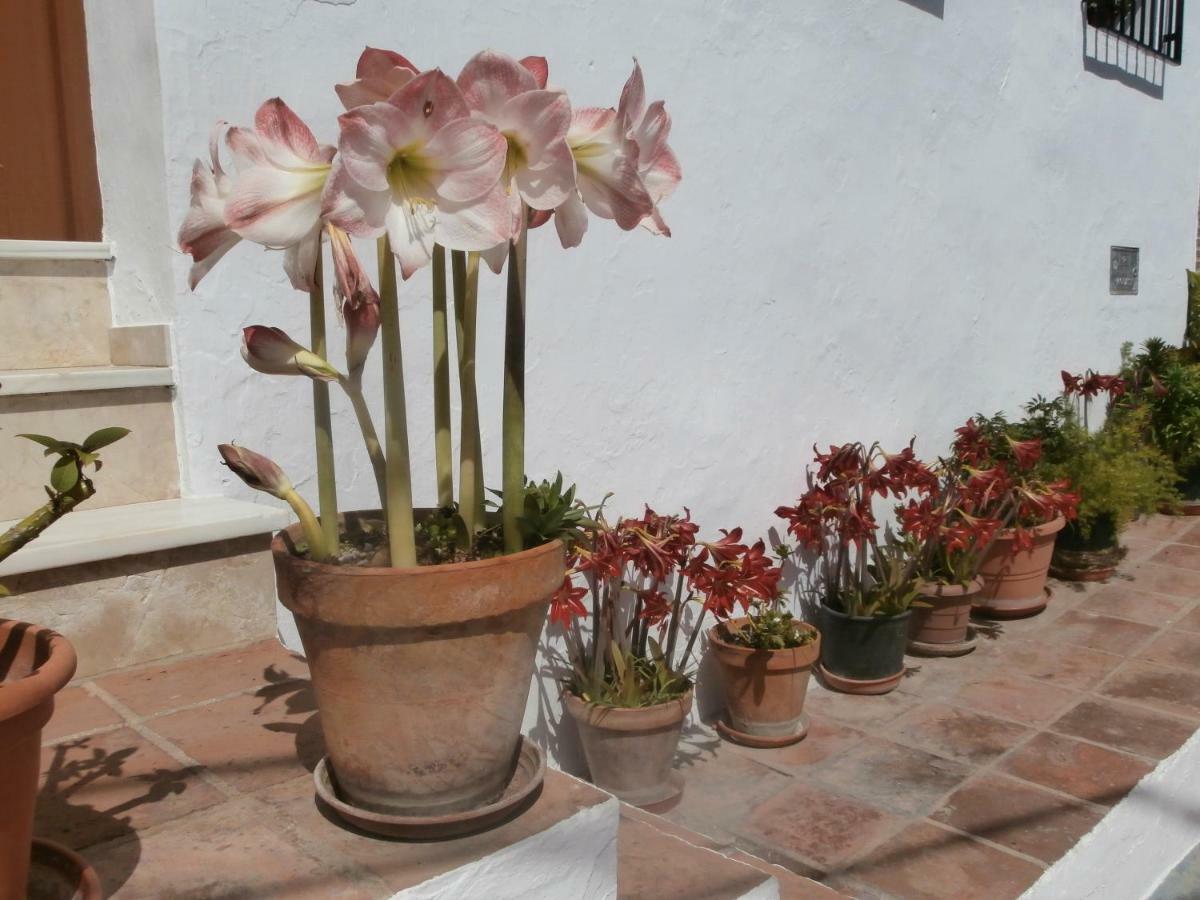 Casa Alta B&B Torrox Zewnętrze zdjęcie